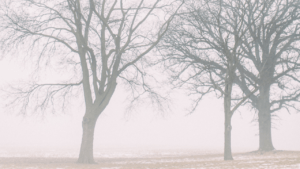 We can see in the image a park covered by fog and the figure of two trees without leaves.